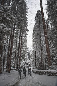 people walking inside forest with snow-covered trees thumbnail