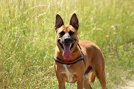adult white and brown Belgian malinois standing on green grass thumbnail