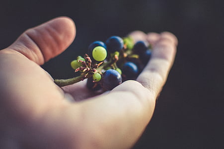 person holding cluster grapes thumbnail