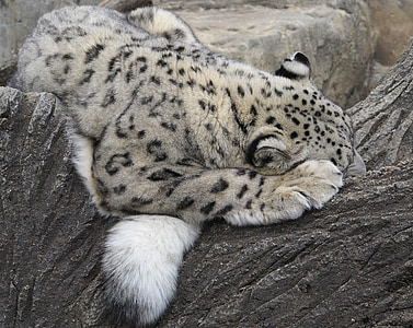 grey tiger thumbnail