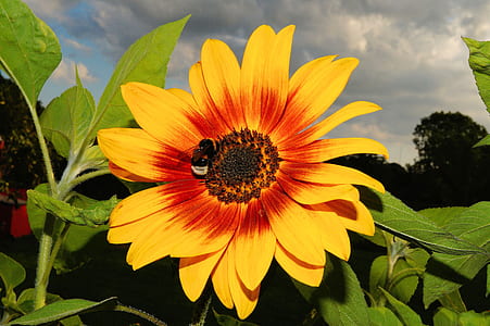 bumble bee on yellow sunflower thumbnail