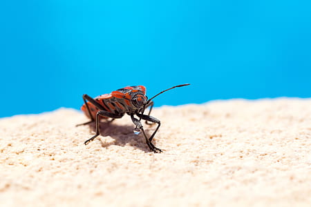 orange and black insect on beige panel thumbnail