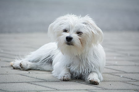 adult white Maltese lying on floor thumbnail