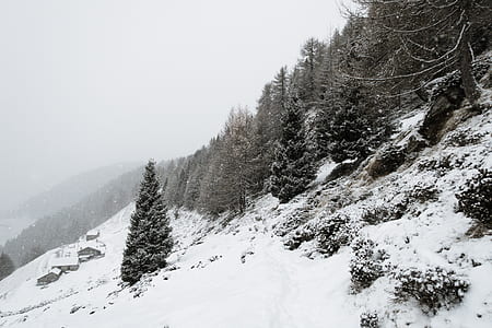 pine trees on snow thumbnail