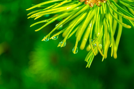 close-up photo of green leaves with water droplets thumbnail