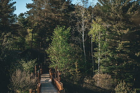 Green Forest Near Bridge thumbnail