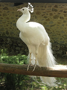 white bird on tree branch thumbnail