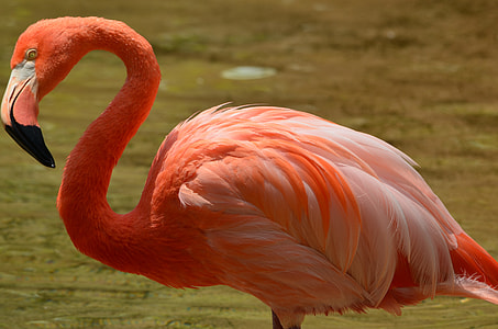 red Flamingo thumbnail