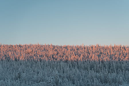 gray forest under clear sky thumbnail