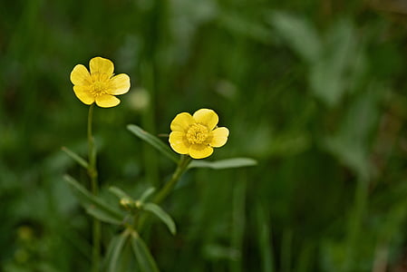 two yellow flowers thumbnail