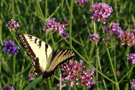 Butterfly visits flowers in a field. thumbnail