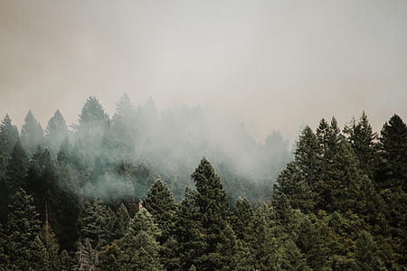 green leafed trees thumbnail