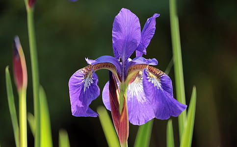 closeup photo of purple petaled flower in bloom thumbnail