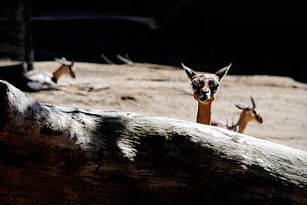 three brown and gray animals standing on gray soil thumbnail