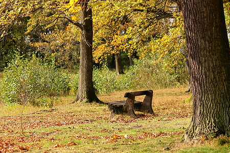 brown wooden bench surrounded by green leaf trees at daytime thumbnail