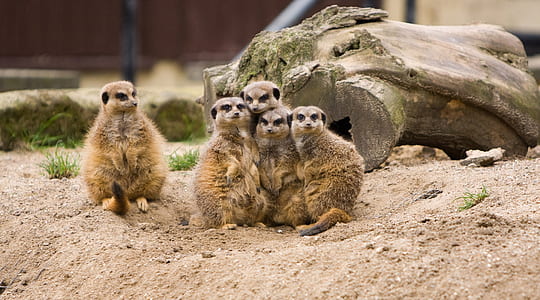 group of meerkats standing near driftwood thumbnail