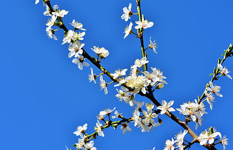 low angle photo of white cherry blossoms during daytime thumbnail