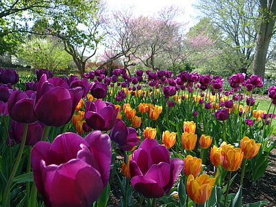 Tulips bloom in Foster Park in Indiana thumbnail
