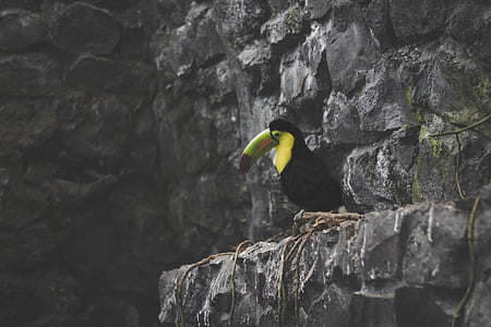 black, green, and yellow toucan perched on cliff thumbnail