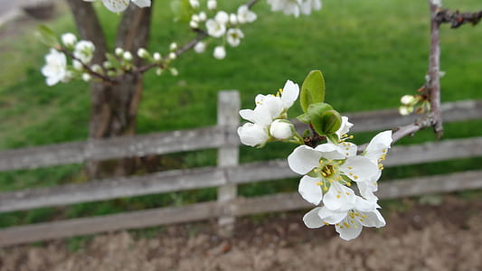 white flowers thumbnail
