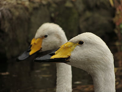 two white geese in close-up photo thumbnail