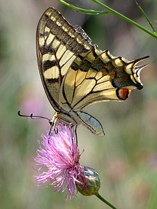Machaon, Papilio Machaon thumbnail