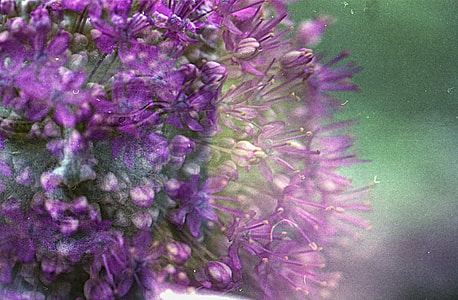 close view of cluster of purple flowers thumbnail