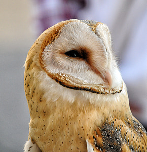 selective focus photo of brown owl thumbnail