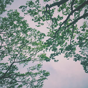 Green Trees Under Nimbus Clouds thumbnail