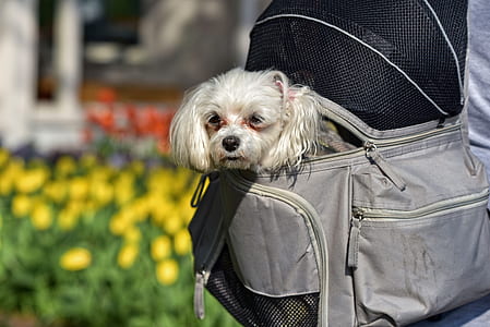 long-coated white puppy inside gray pet carrier bag thumbnail