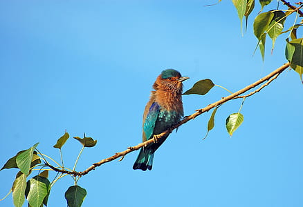 nature, bird, blue, animal thumbnail