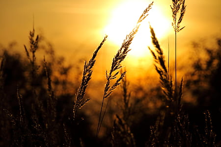 Close-up of Wheat Field Against Sky at Sunset thumbnail
