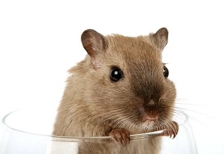 brown rodent in glass cup thumbnail