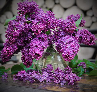 purple lilac flowers in vase on table thumbnail