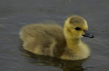 brown duckling on body of water thumbnail