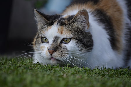shallow focus lens photo of calico cat thumbnail