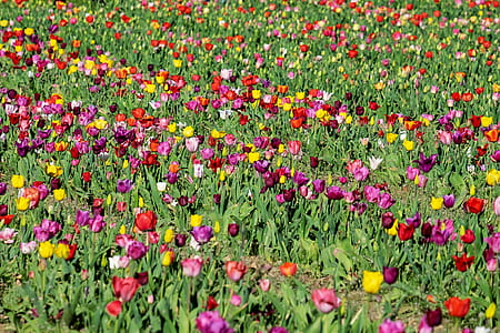assorted-color tulip flower field at daytime thumbnail