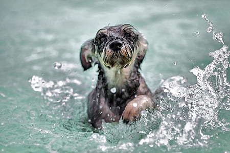 grey and white dog swimming on water during daytime thumbnail