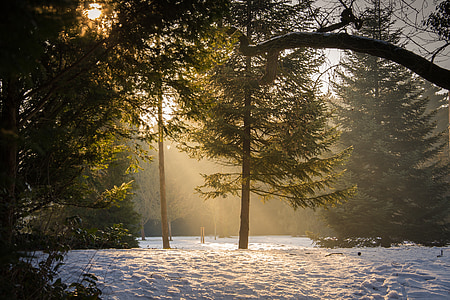 trees covered with snow with sun rays thumbnail