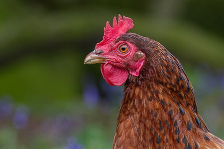 close-up photography of brown hen thumbnail