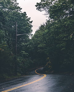 gray asphalt swirling road between trees at daytime thumbnail