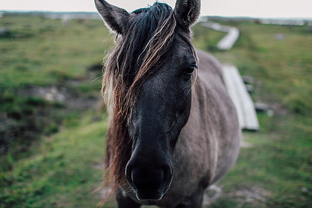 Closeup shot of a horse thumbnail