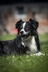 selective focus photography of adult black and white boarder collie lying on grass ground thumbnail