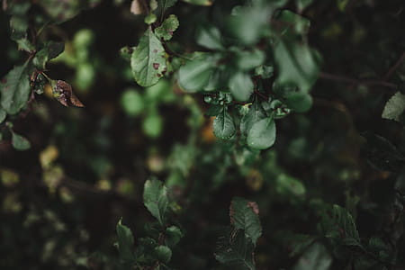 Autumn Details thumbnail