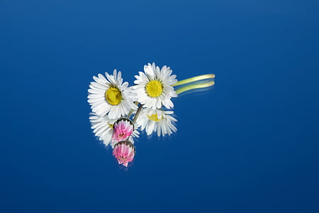 reflective photography of flowers on blue surface thumbnail