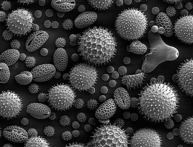 grayscale photography of corals thumbnail