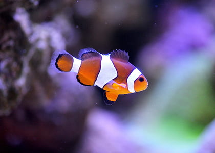 photo of clown fish thumbnail
