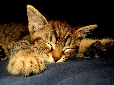 closeup photo of brown tabby cat sleeping on black surface thumbnail