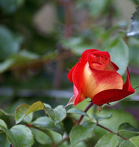 selective focus photography of red rose in bloom thumbnail