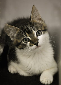 closeup photo of brown tabby cat thumbnail